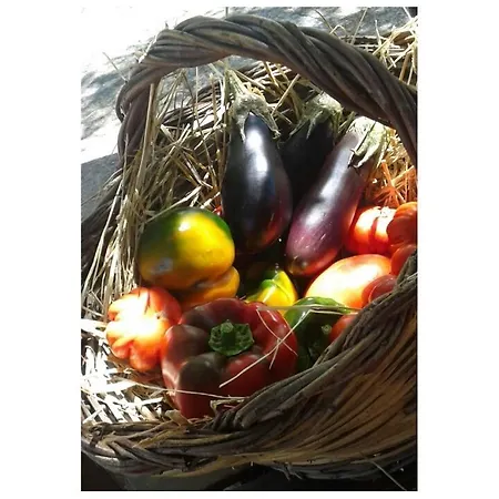 Bed & Breakfast La Fattoria Barbini Viterbo